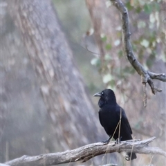 Corvus coronoides (Australian Raven) at Throsby, ACT - 13 Oct 2024 by JimL