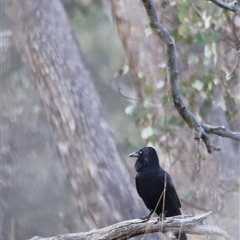 Corvus coronoides at Throsby, ACT - 13 Oct 2024