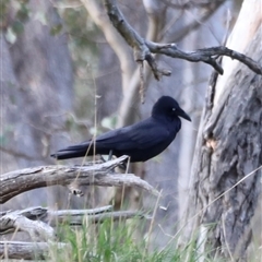 Corvus coronoides at Throsby, ACT - 13 Oct 2024