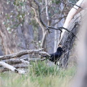 Corvus coronoides at Throsby, ACT - 13 Oct 2024