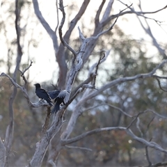 Corvus coronoides (Australian Raven) at Throsby, ACT - 13 Oct 2024 by JimL