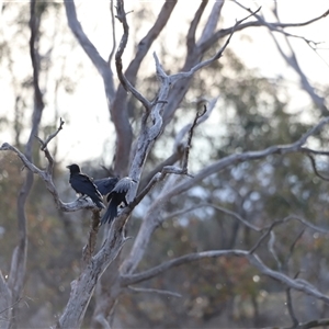 Corvus coronoides at Throsby, ACT - 13 Oct 2024