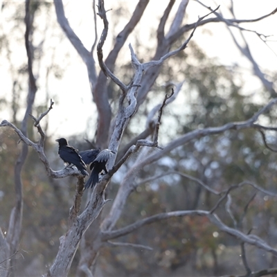 Corvus coronoides (Australian Raven) at Throsby, ACT - 13 Oct 2024 by JimL