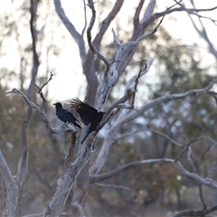 Corvus coronoides at Throsby, ACT - 13 Oct 2024 06:00 PM