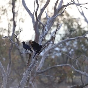 Corvus coronoides at Throsby, ACT - 13 Oct 2024