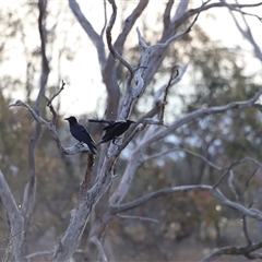 Corvus coronoides at Throsby, ACT - 13 Oct 2024 06:00 PM