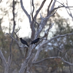 Corvus coronoides at Throsby, ACT - 13 Oct 2024