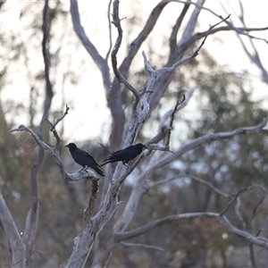 Corvus coronoides at Throsby, ACT - 13 Oct 2024 06:00 PM