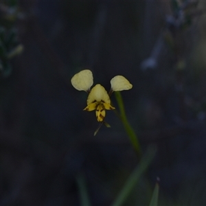 Diuris nigromontana at Bruce, ACT - suppressed