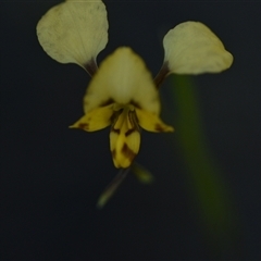 Diuris nigromontana at Bruce, ACT - suppressed