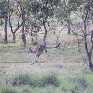 Macropus giganteus at Throsby, ACT - 13 Oct 2024 05:28 PM