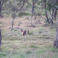 Macropus giganteus at Throsby, ACT - 13 Oct 2024