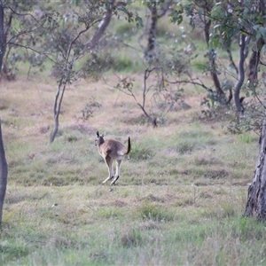 Macropus giganteus at Throsby, ACT - 13 Oct 2024 05:28 PM