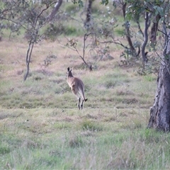 Macropus giganteus at Throsby, ACT - 13 Oct 2024 05:28 PM