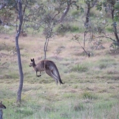 Macropus giganteus at Throsby, ACT - 13 Oct 2024 05:28 PM