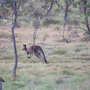 Macropus giganteus at Throsby, ACT - 13 Oct 2024 05:28 PM