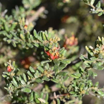 Grevillea alpina (Mountain Grevillea / Cat's Claws Grevillea) at Bruce, ACT - 3 Oct 2024 by Venture