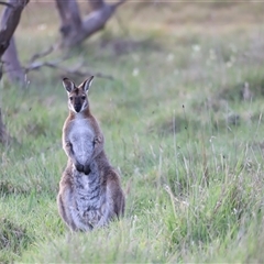 Notamacropus rufogriseus (Red-necked Wallaby) at Throsby, ACT - 13 Oct 2024 by JimL