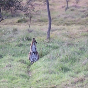 Notamacropus rufogriseus at Throsby, ACT - 13 Oct 2024