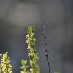 Phyllanthus occidentalis (Thyme Spurge) at Bruce, ACT - 3 Oct 2024 by Venture