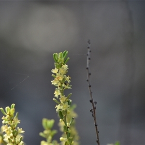 Phyllanthus occidentalis at Bruce, ACT - 3 Oct 2024