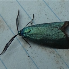 Pollanisus (genus) (A Forester Moth) at Borough, NSW - 12 Oct 2024 by Paul4K