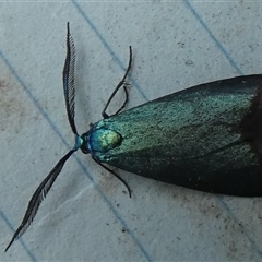 Pollanisus (genus) at Borough, NSW - 12 Oct 2024