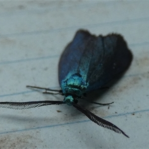 Pollanisus (genus) at Borough, NSW - 12 Oct 2024