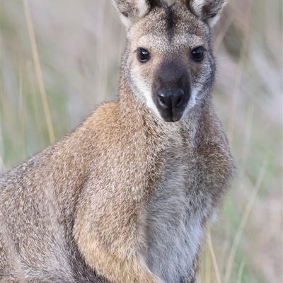 Notamacropus rufogriseus (Red-necked Wallaby) at Throsby, ACT - 13 Oct 2024 by JimL