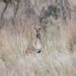 Notamacropus rufogriseus at Throsby, ACT - 13 Oct 2024