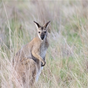 Notamacropus rufogriseus at Throsby, ACT - 13 Oct 2024