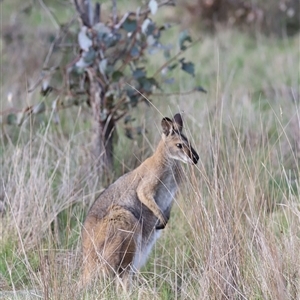 Notamacropus rufogriseus at Throsby, ACT - 13 Oct 2024