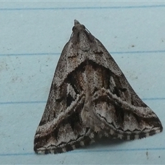 Dichromodes stilbiata (White-barred Heath Moth) at Borough, NSW - 12 Oct 2024 by Paul4K