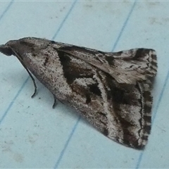 Dichromodes stilbiata at Borough, NSW - 12 Oct 2024