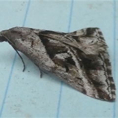 Dichromodes stilbiata at Borough, NSW - 12 Oct 2024