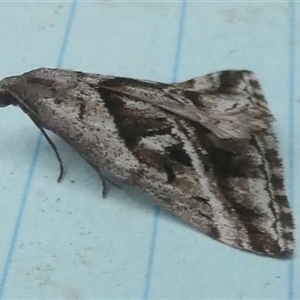 Dichromodes stilbiata at Borough, NSW - 12 Oct 2024