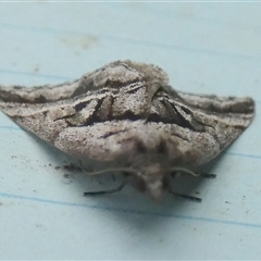 Dichromodes stilbiata at Borough, NSW - 12 Oct 2024