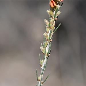 Dillwynia sericea at Bruce, ACT - 3 Oct 2024