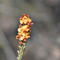 Dillwynia sericea at Bruce, ACT - 3 Oct 2024