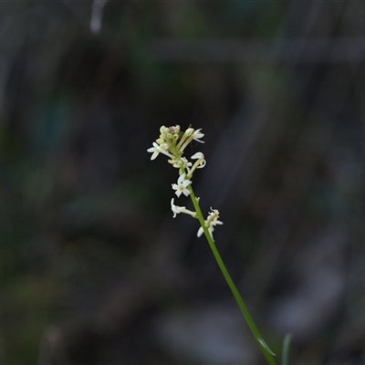 Stackhousia monogyna (Creamy Candles) at Acton, ACT - 3 Oct 2024 by Venture