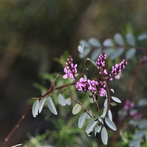 Indigofera australis subsp. australis at Acton, ACT - 3 Oct 2024 02:42 PM