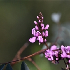 Indigofera australis subsp. australis at Acton, ACT - 3 Oct 2024