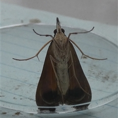 Uresiphita ornithopteralis (Tree Lucerne Moth) at Borough, NSW - 12 Oct 2024 by Paul4K