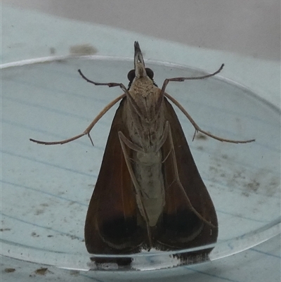 Uresiphita ornithopteralis (Tree Lucerne Moth) at Borough, NSW - 12 Oct 2024 by Paul4K