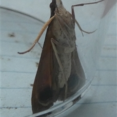 Uresiphita ornithopteralis at Borough, NSW - 12 Oct 2024