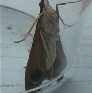 Uresiphita ornithopteralis at Borough, NSW - 12 Oct 2024