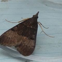 Uresiphita ornithopteralis at Borough, NSW - 12 Oct 2024