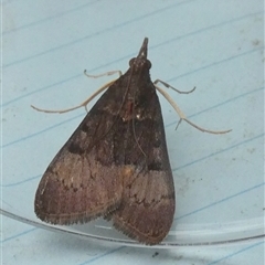 Uresiphita ornithopteralis at Borough, NSW - 12 Oct 2024