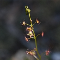 Drosera auriculata (Tall Sundew) at Acton, ACT - 3 Oct 2024 by Venture