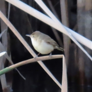 Acrocephalus australis at Yarralumla, ACT - 13 Oct 2024 06:08 PM